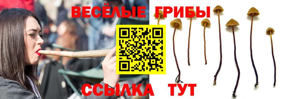 Псилоцибиновые грибы Psilocybe  Вход с VPN  цена   Отрадный 